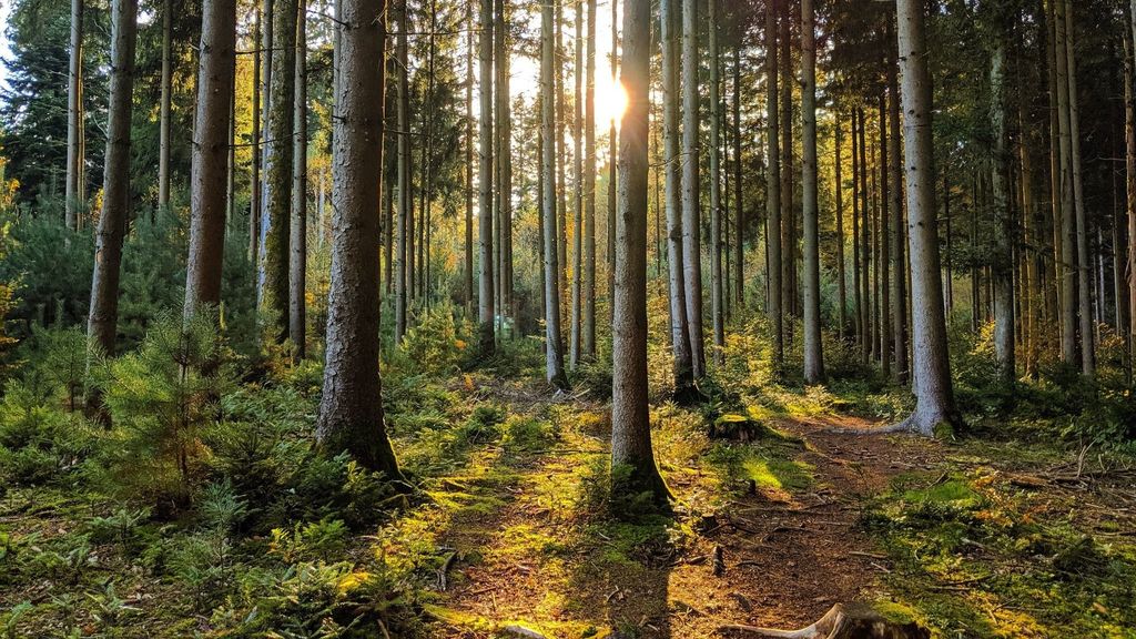 [MTB - Beginner] - Discover Hardwald forest near Zurich